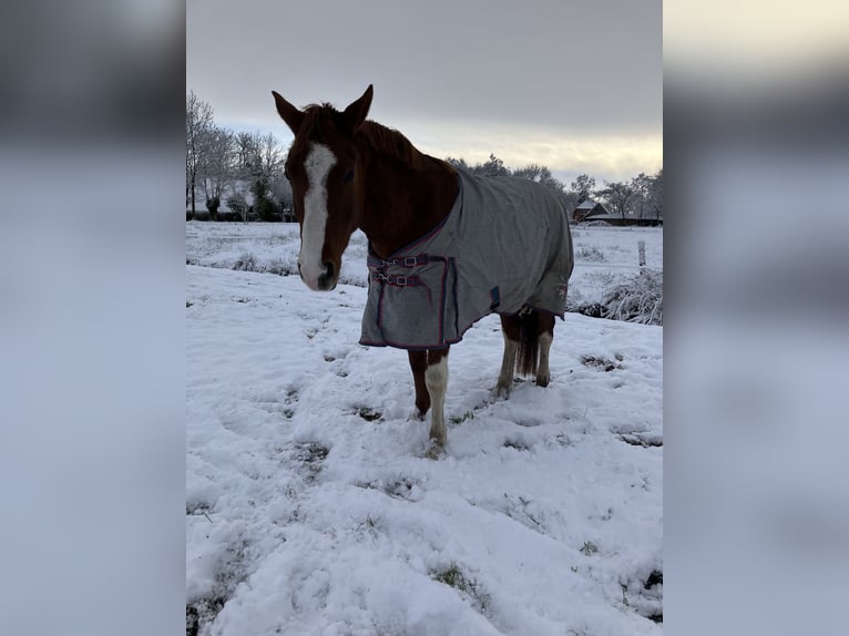Poney de selle allemand Hongre 5 Ans 153 cm Alezan in Großheide