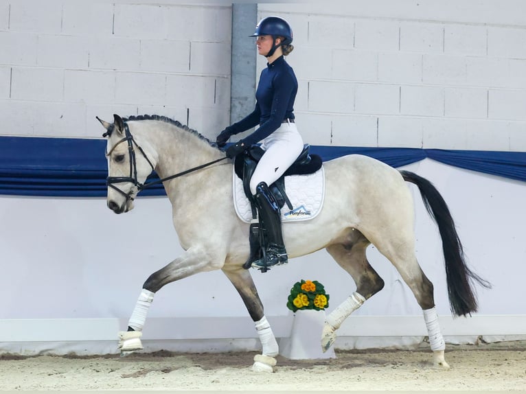 Poney de selle allemand Hongre 5 Ans 154 cm Isabelle in Marsberg