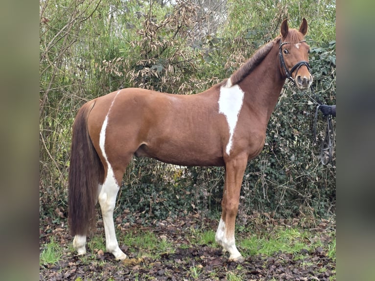 Poney de selle allemand Hongre 5 Ans 154 cm Pinto in Wachtendonk