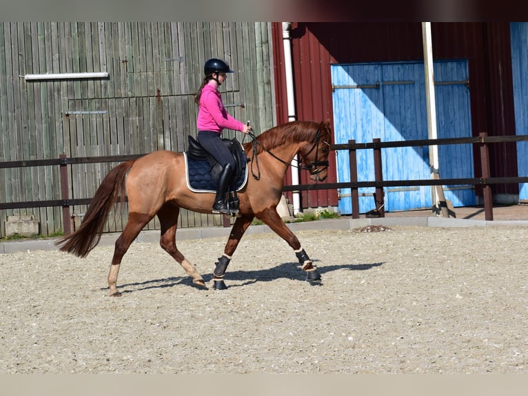 Poney de selle allemand Hongre 5 Ans 155 cm Alezan in Edewecht
