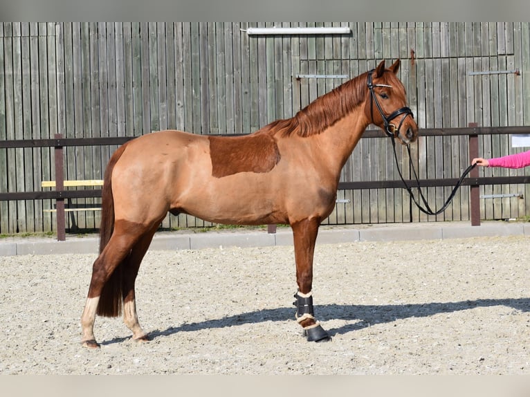 Poney de selle allemand Hongre 5 Ans 155 cm Alezan in Edewecht