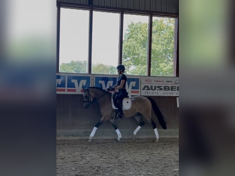 Poney de selle allemand Hongre 5 Ans 155 cm Buckskin in Telgte