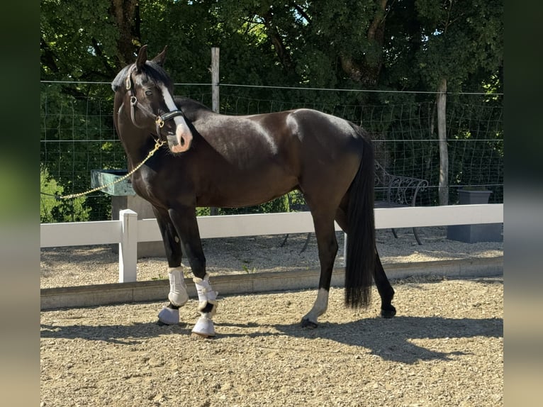 Poney de selle allemand Hongre 5 Ans 155 cm Noir in Hülben
