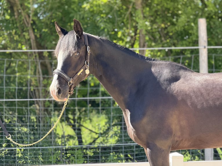 Poney de selle allemand Hongre 5 Ans 155 cm Noir in Hülben