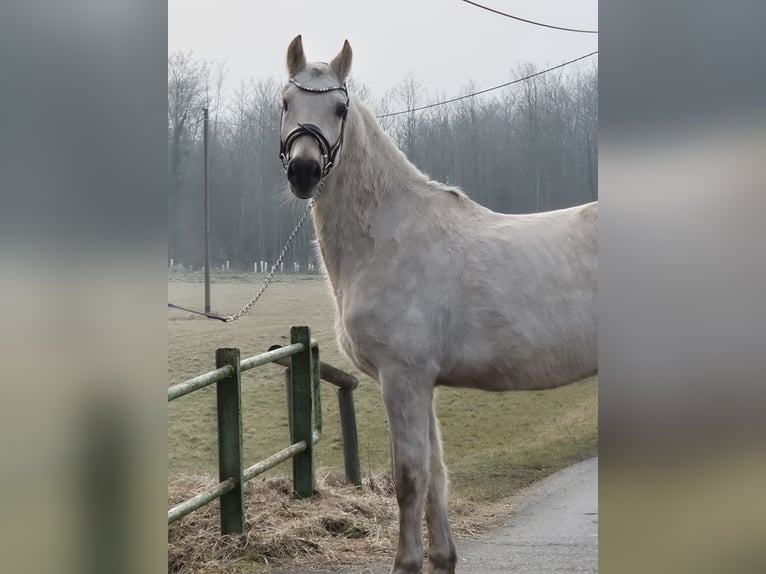 Poney de selle allemand Hongre 5 Ans 155 cm Palomino in Illertissen