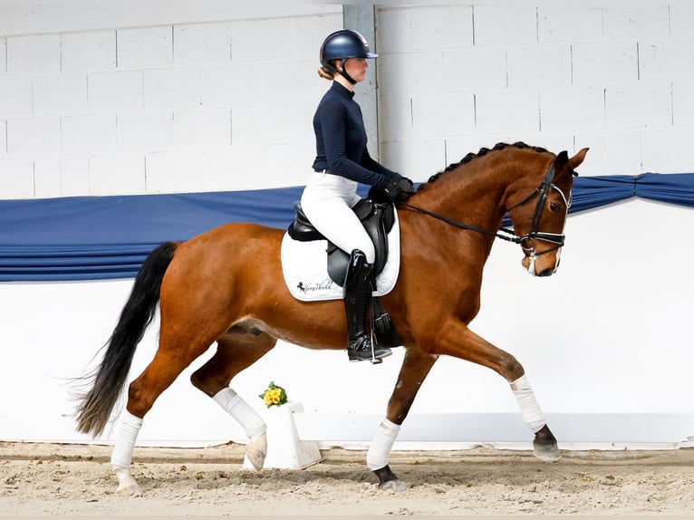 Poney de selle allemand Hongre 5 Ans 156 cm Bai in Marsberg