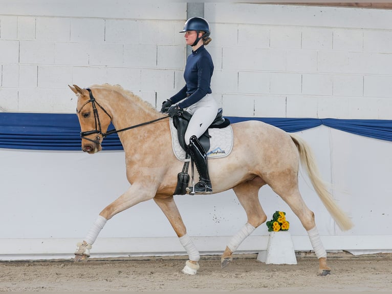 Poney de selle allemand Hongre 5 Ans 158 cm Palomino in Marsberg