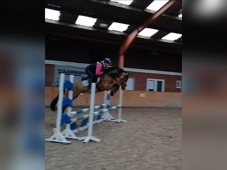 Poney de selle allemand Hongre 5 Ans Buckskin in Westerstede
