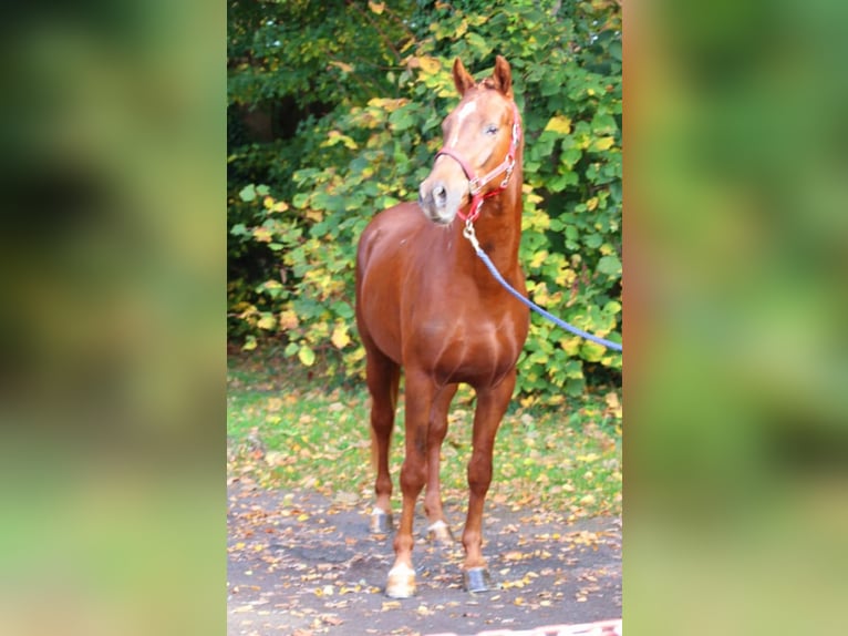 Poney de selle allemand Hongre 5 Ans in Ritterhude