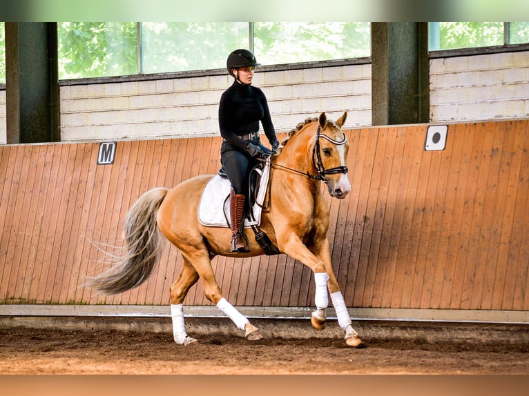 Poney de selle allemand Hongre 5 Ans Palomino in Rastede