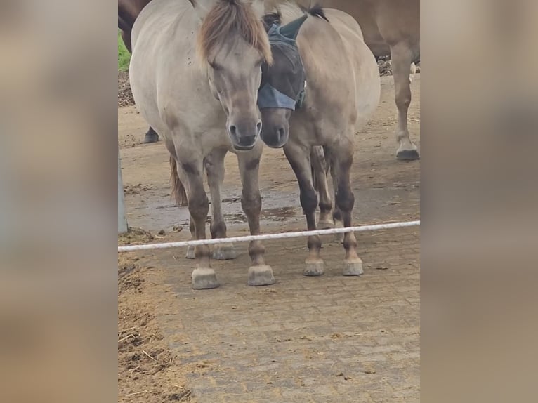 Poney de selle allemand Croisé Hongre 6 Ans 132 cm Isabelle in Gevelsberg