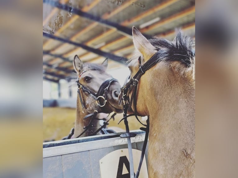 Poney de selle allemand Croisé Hongre 6 Ans 132 cm Isabelle in Gevelsberg