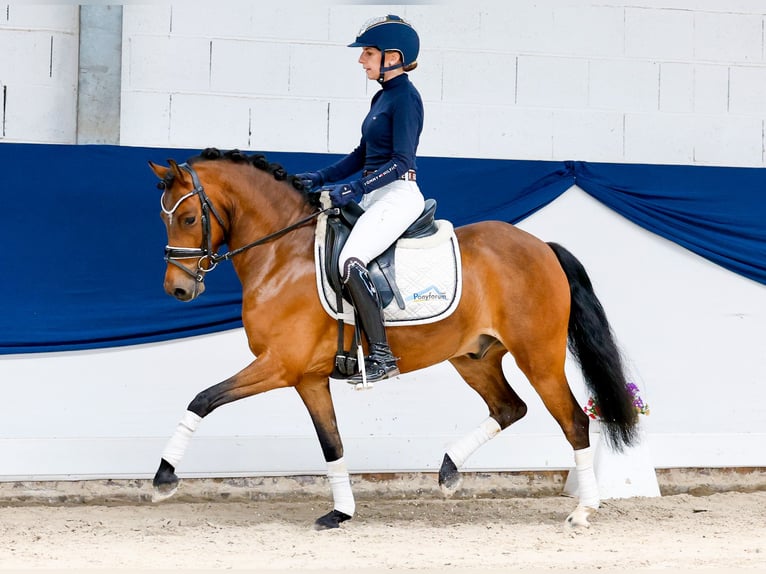 Poney de selle allemand Hongre 6 Ans 135 cm Bai in Marsberg