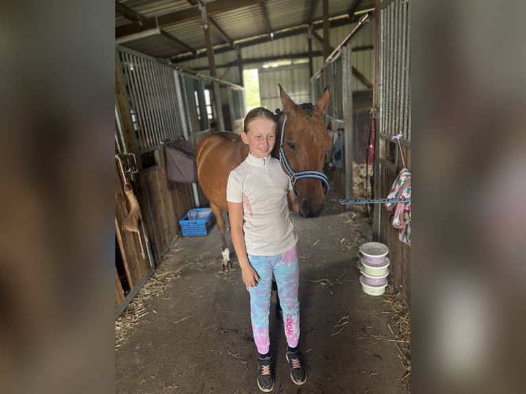 Poney de selle allemand Hongre 6 Ans 137 cm Bai in Neumünster