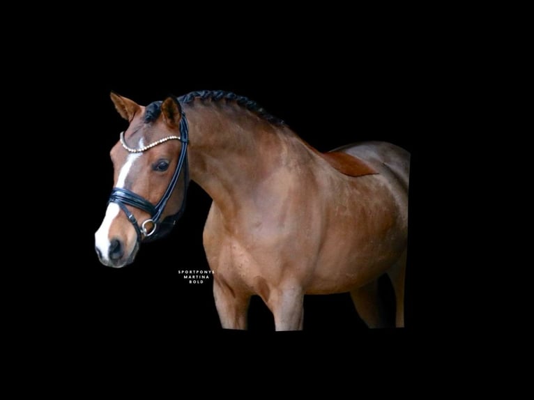 Poney de selle allemand Hongre 6 Ans 139 cm Bai in Recke, bei Osnabrück
