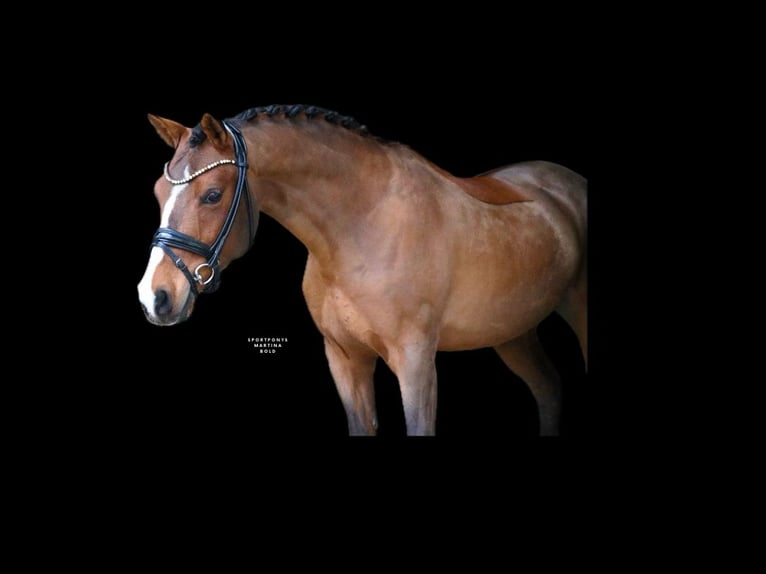 Poney de selle allemand Hongre 6 Ans 139 cm Bai in Recke, bei Osnabrück