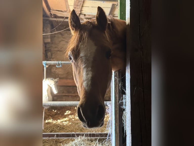 Poney de selle allemand Hongre 6 Ans 140 cm Alezan dun in Hedersleben