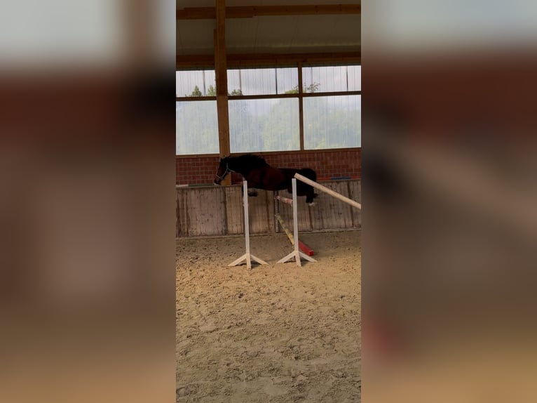 Poney de selle allemand Hongre 6 Ans 143 cm Bai brun in Nettetal