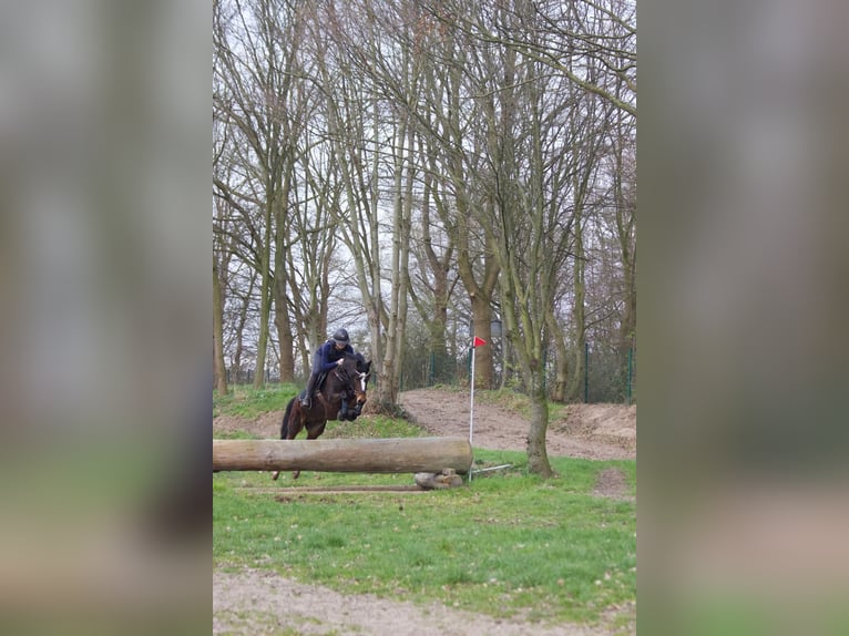 Poney de selle allemand Hongre 6 Ans 143 cm Bai brun in Nettetal