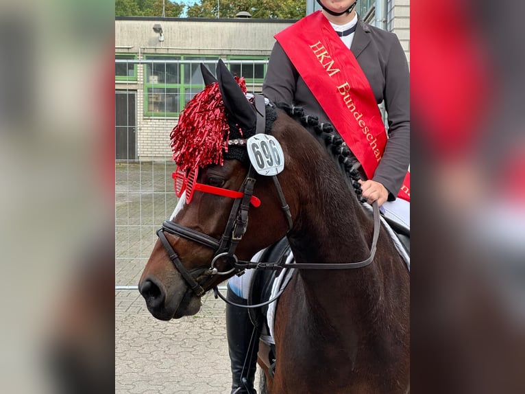 Poney de selle allemand Hongre 6 Ans 143 cm Bai brun in Nettetal