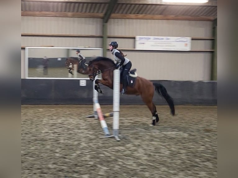 Poney de selle allemand Hongre 6 Ans 143 cm Bai in Schiedam
