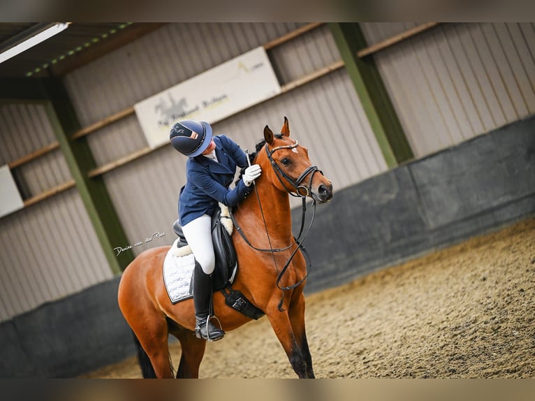 Poney de selle allemand Hongre 6 Ans 143 cm Bai in Schiedam