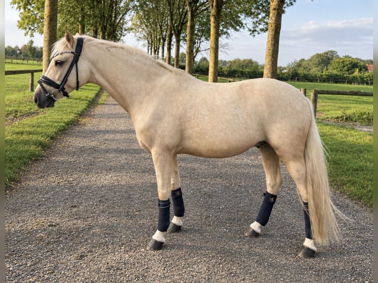 Poney de selle allemand Hongre 6 Ans 143 cm Palomino in Kevelaer