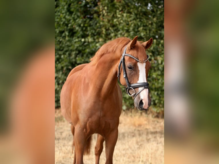 Poney de selle allemand Hongre 6 Ans 144 cm Alezan in Tönisvorst