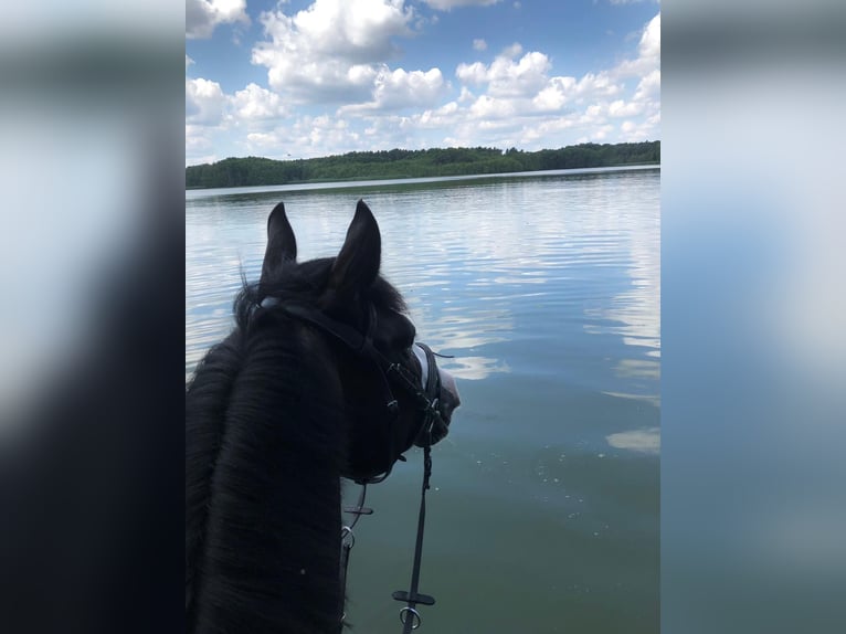 Poney de selle allemand Hongre 6 Ans 145 cm Bai brun in Bad Schmiedeberg