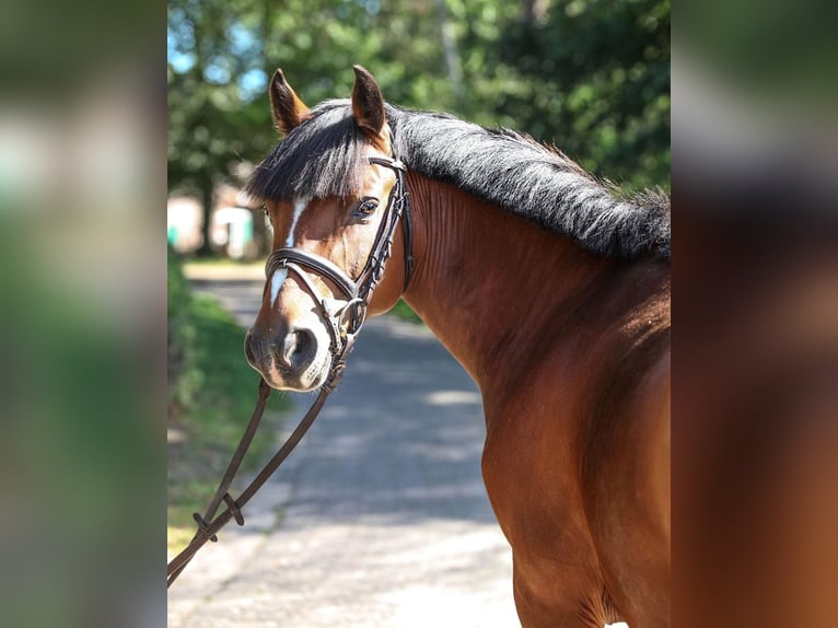 Poney de selle allemand Hongre 6 Ans 145 cm Bai in Wardenburg