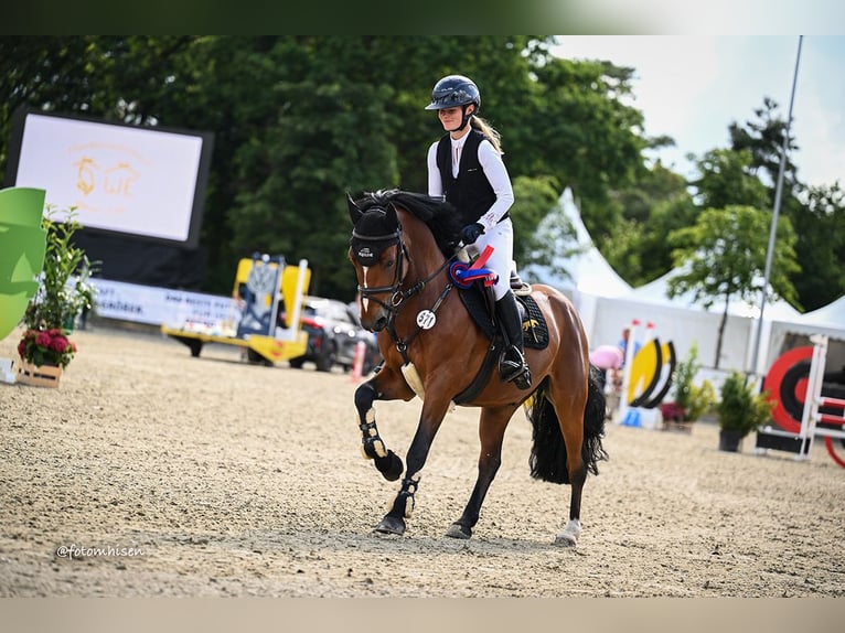 Poney de selle allemand Hongre 6 Ans 145 cm Bai in Wardenburg