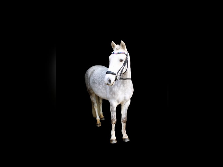 Poney de selle allemand Hongre 6 Ans 145 cm Gris pommelé in Wesel