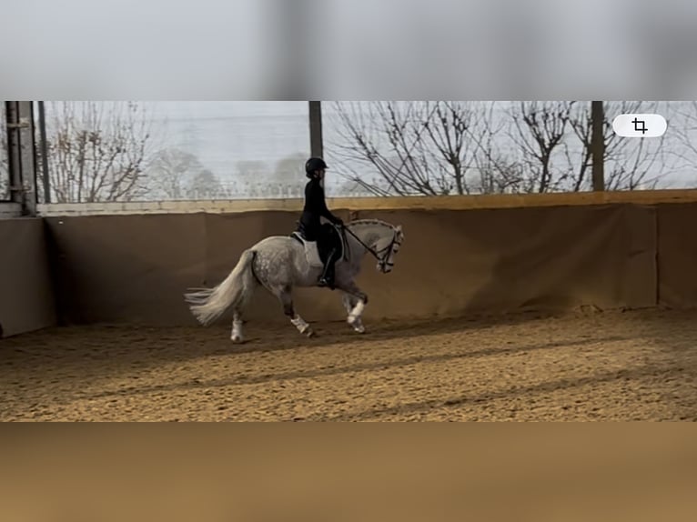 Poney de selle allemand Hongre 6 Ans 145 cm Gris pommelé in Wesel