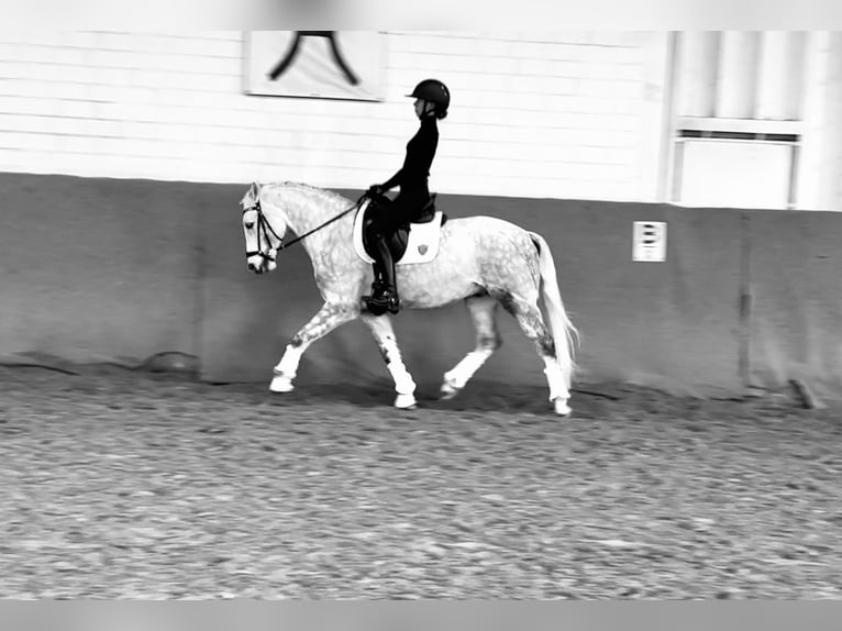 Poney de selle allemand Hongre 6 Ans 145 cm Gris pommelé in Wesel