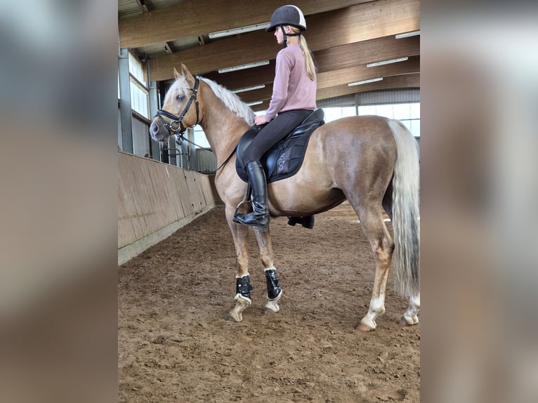 Poney de selle allemand Hongre 6 Ans 145 cm Palomino in Barmstedt