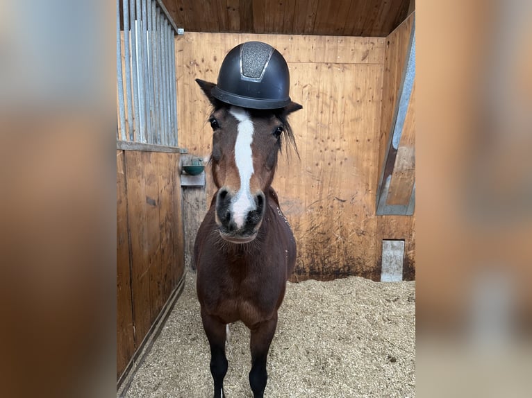 Poney de selle allemand Hongre 6 Ans 145 cm Pinto in Seuzach