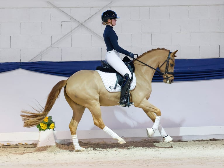Poney de selle allemand Hongre 6 Ans 146 cm Alezan brûlé in Marsberg