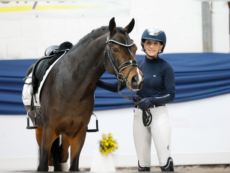 Poney de selle allemand Hongre 6 Ans 146 cm Bai brun in Marsberg Poney de selle allemand Hongre 6 Ans 146 cm Bai brun in Marsberg