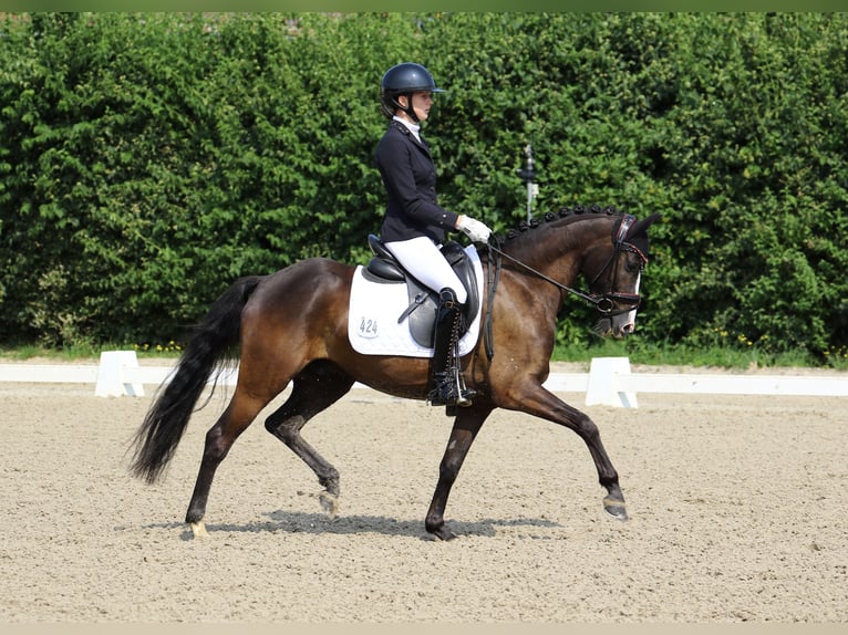 Poney de selle allemand Hongre 6 Ans 146 cm Bai brun foncé in Nottuln