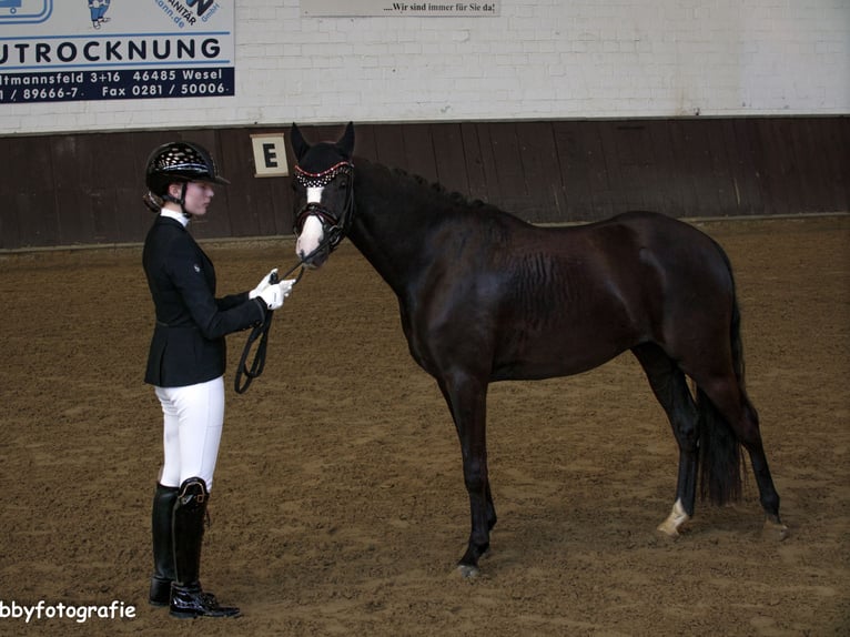 Poney de selle allemand Hongre 6 Ans 146 cm Bai brun foncé in Nottuln