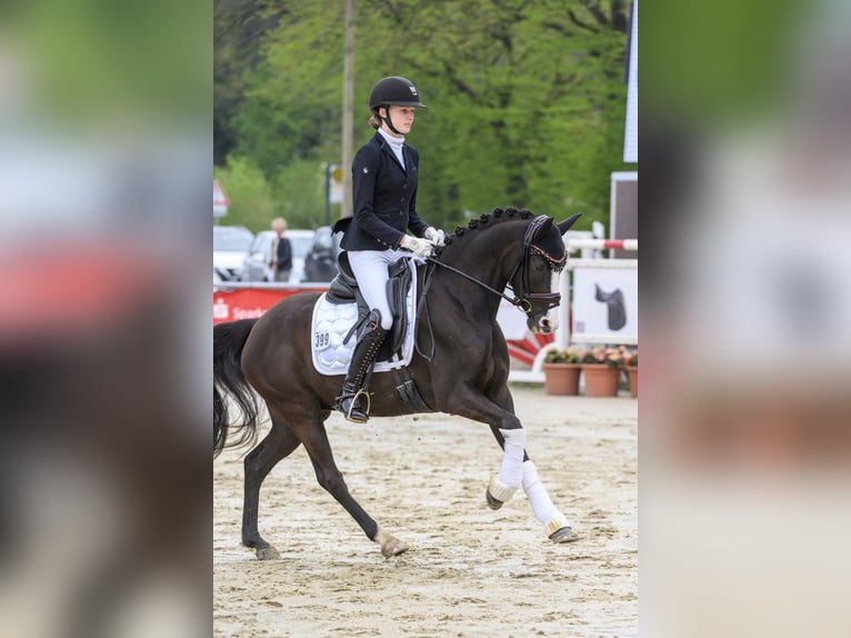 Poney de selle allemand Hongre 6 Ans 146 cm Bai brun foncé in Nottuln