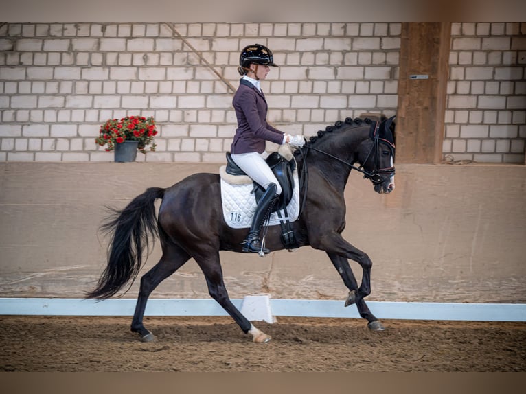 Poney de selle allemand Hongre 6 Ans 146 cm Bai brun foncé in Nottuln