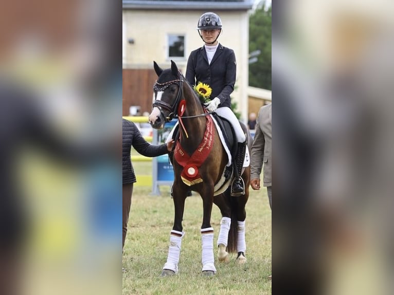 Poney de selle allemand Hongre 6 Ans 146 cm Bai brun foncé in Nottuln