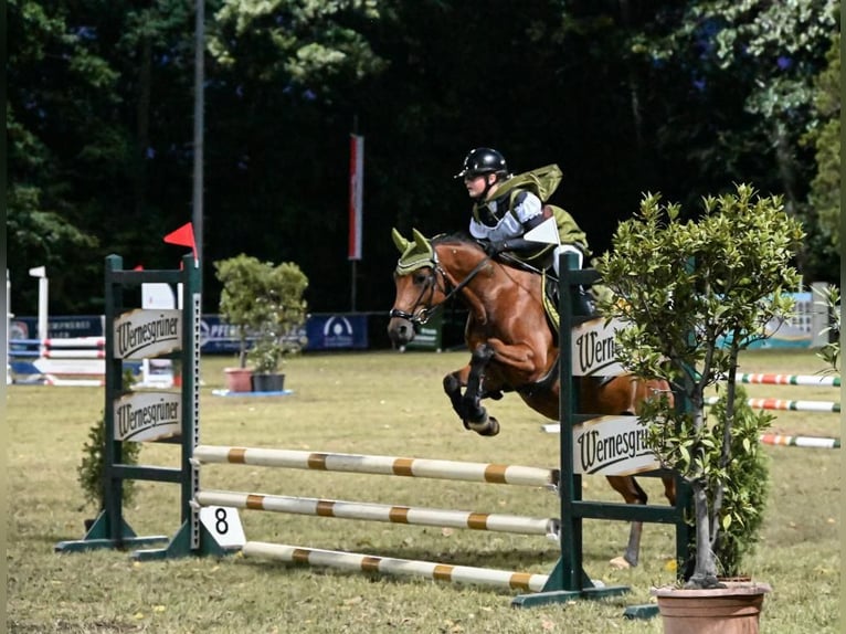 Poney de selle allemand Hongre 6 Ans 146 cm Bai in Lengenfeld
