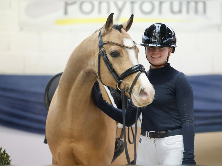 Poney de selle allemand Hongre 6 Ans 146 cm Isabelle in Marsberg
