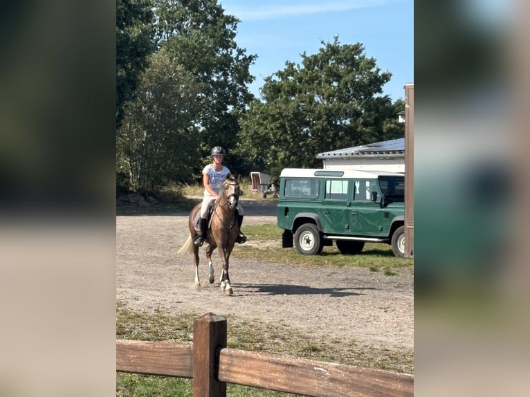 Poney de selle allemand Hongre 6 Ans 146 cm Palomino in Dohren