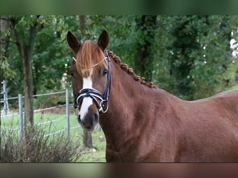 Poney de selle allemand Hongre 6 Ans 147 cm Alezan brûlé in Recke, bei Osnabrück