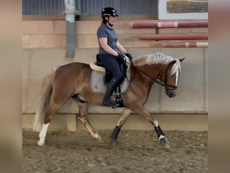 Poney de selle allemand Croisé Hongre 6 Ans 147 cm Alezan in Warburg
