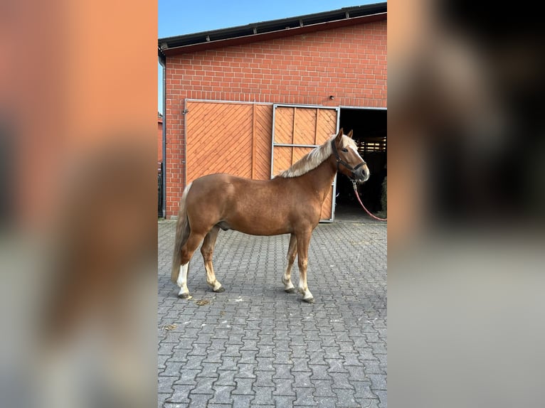 Poney de selle allemand Croisé Hongre 6 Ans 147 cm Alezan in Warburg