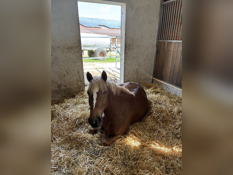 Poney de selle allemand Croisé Hongre 6 Ans 147 cm Alezan in Warburg